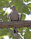 White winged Dove